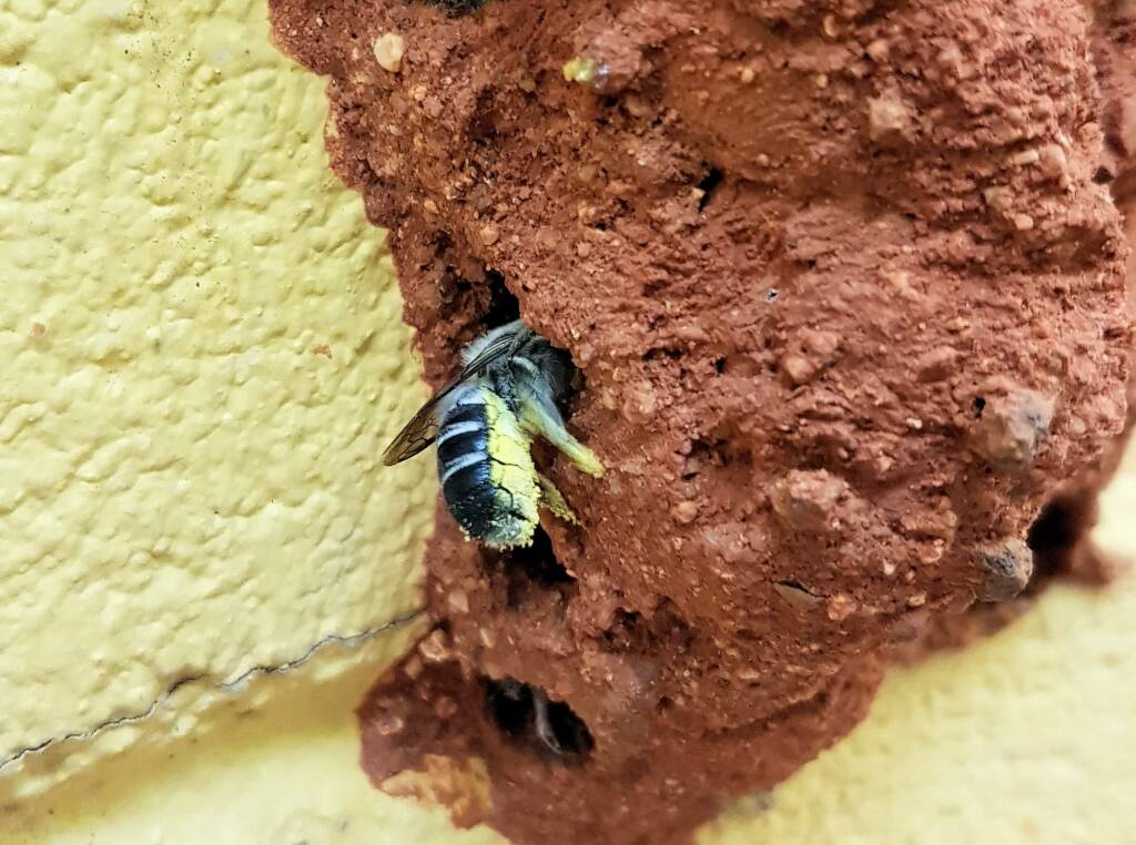 Megachile aurifrons, Alice Springs, NT