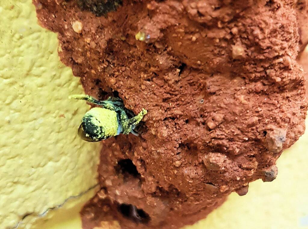 Megachile aurifrons, Alice Springs, NT