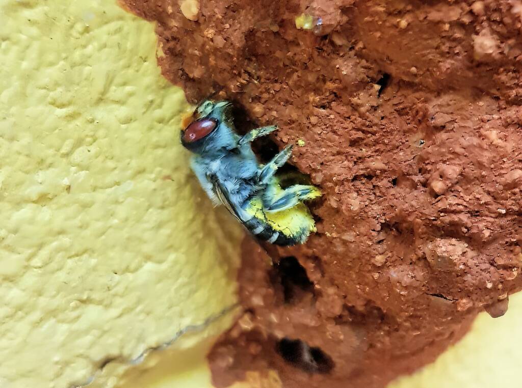 Megachile aurifrons, Alice Springs, NT
