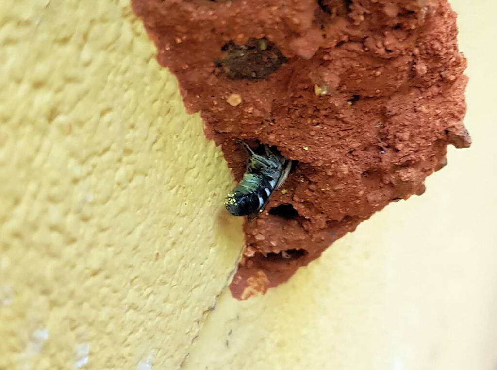Megachile aurifrons, Alice Springs, NT