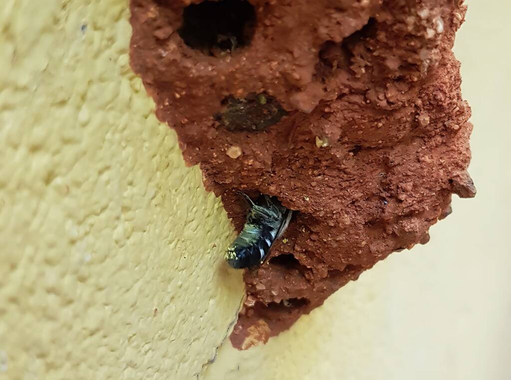 Megachile aurifrons, Alice Springs, NT