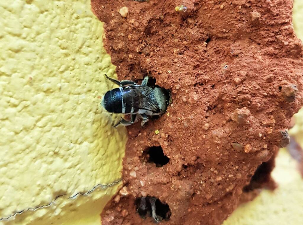 Megachile aurifrons, Alice Springs, NT