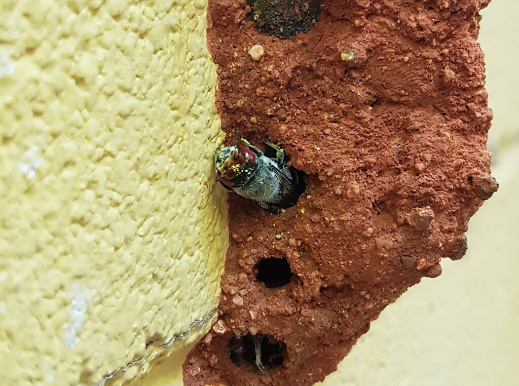 Megachile aurifrons, Alice Springs, NT