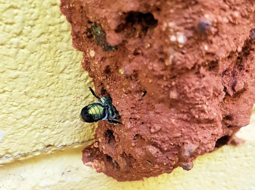 Megachile aurifrons, Alice Springs, NT