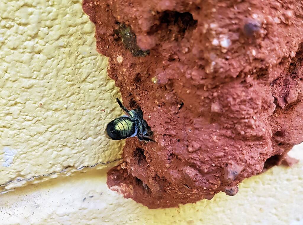 Megachile aurifrons, Alice Springs, NT