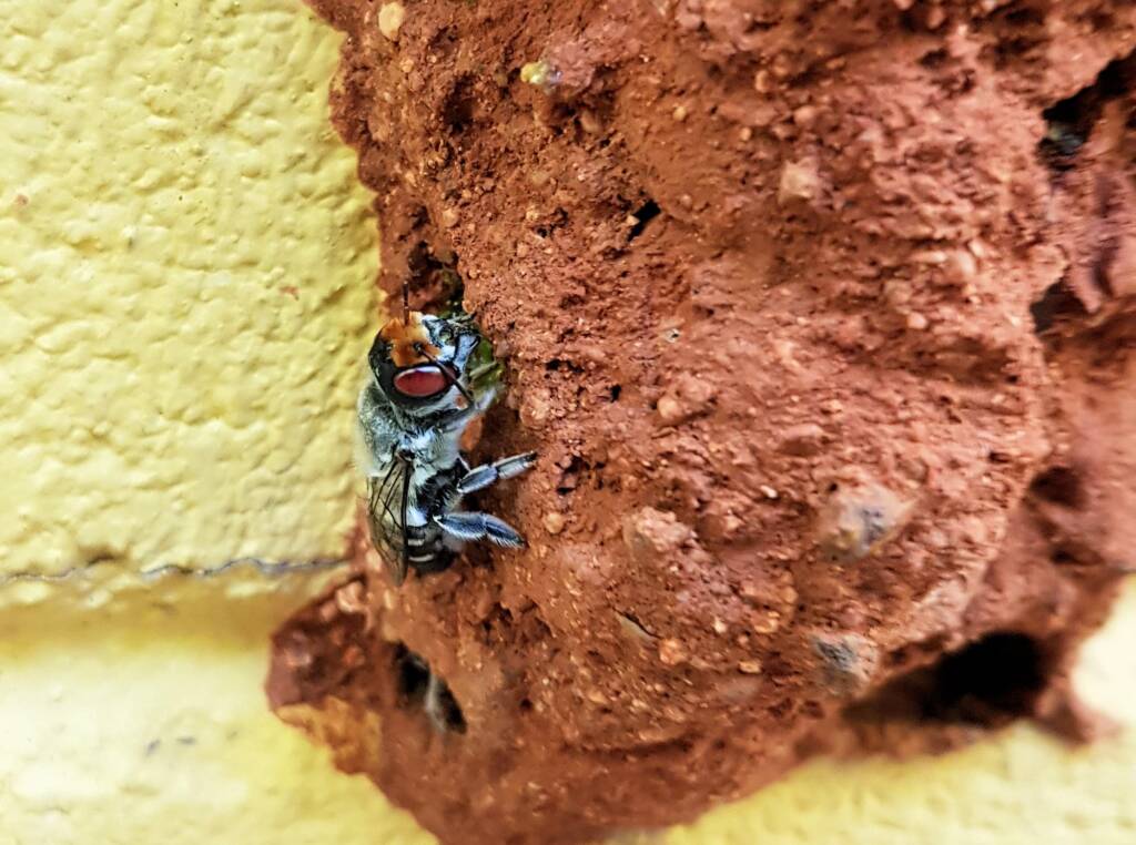 Megachile aurifrons, Alice Springs, NT