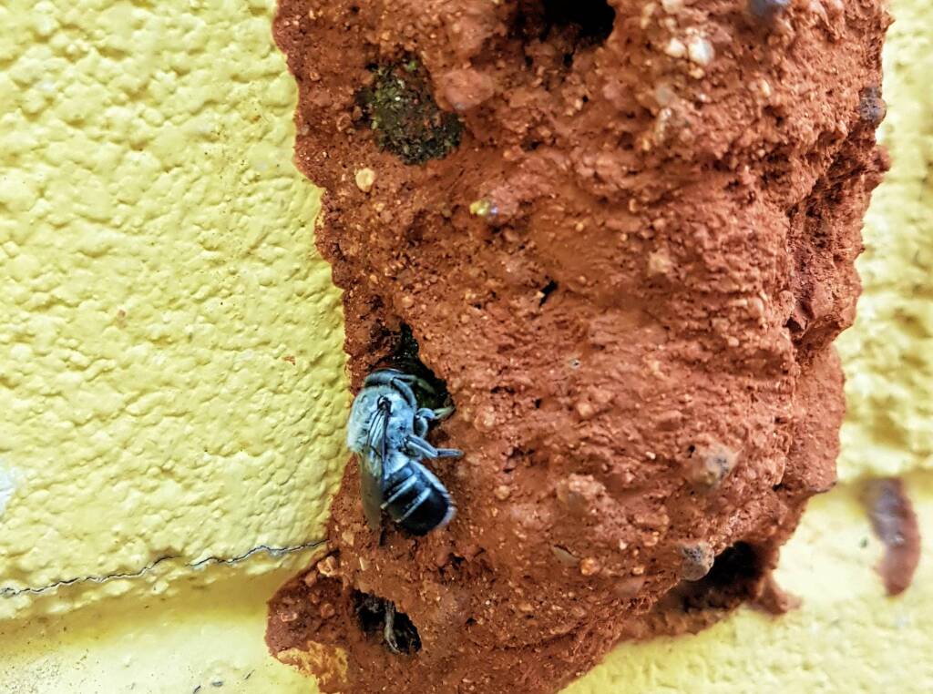 Megachile aurifrons, Alice Springs, NT