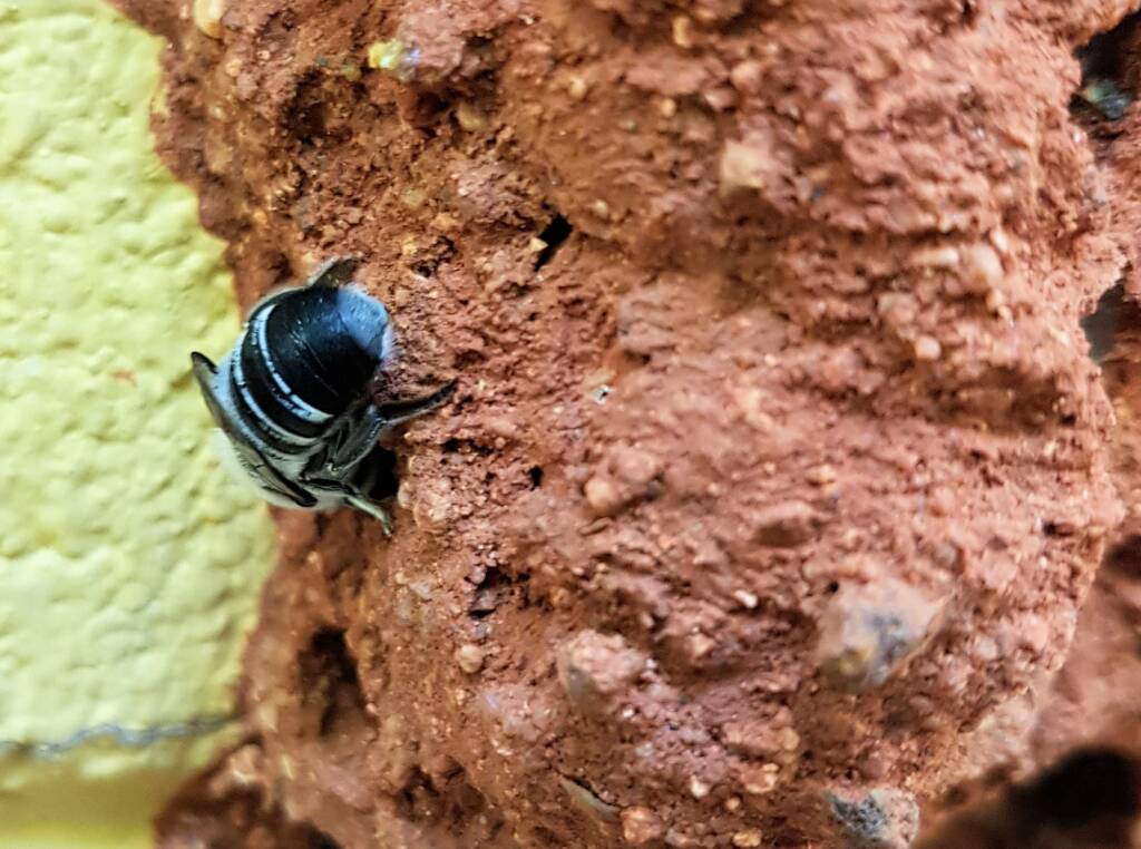 Megachile aurifrons, Alice Springs, NT