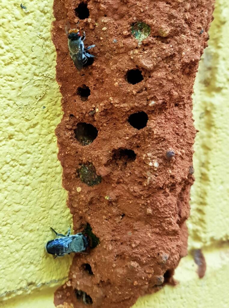 Megachile aurifrons, Alice Springs, NT