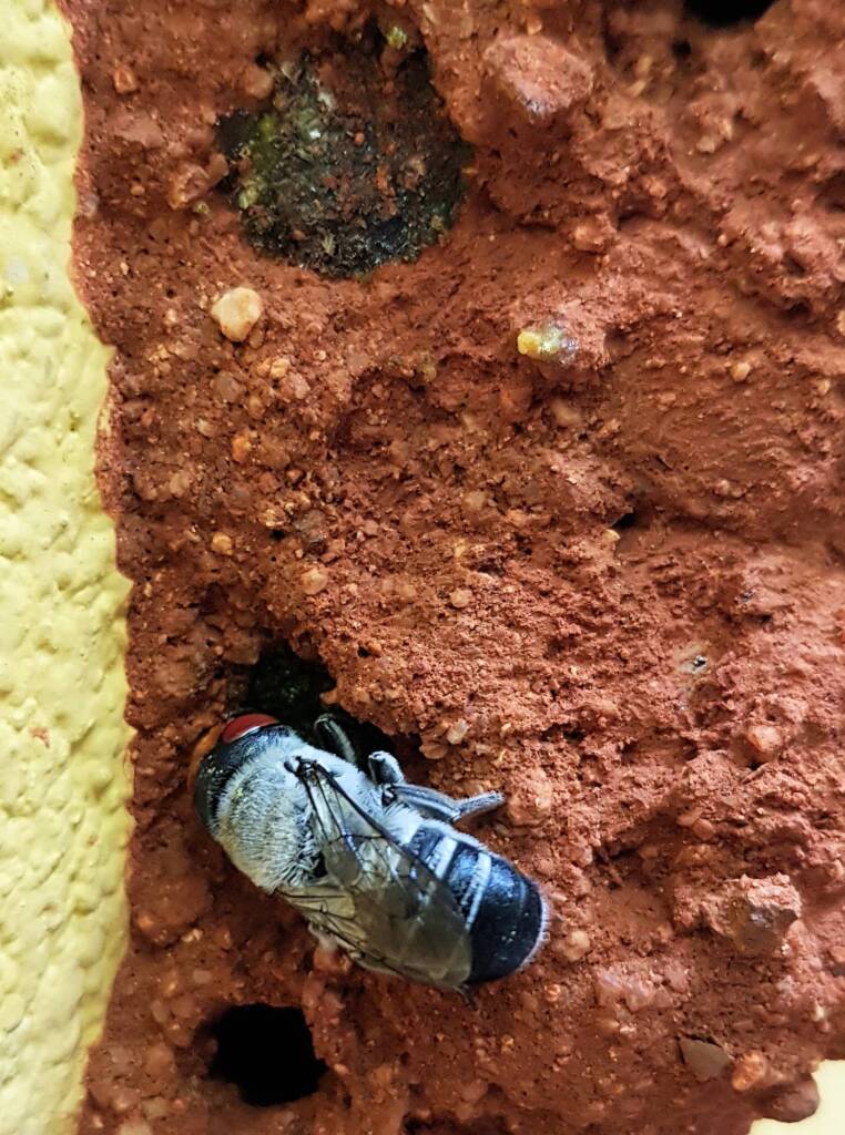 Megachile aurifrons, Alice Springs, NT