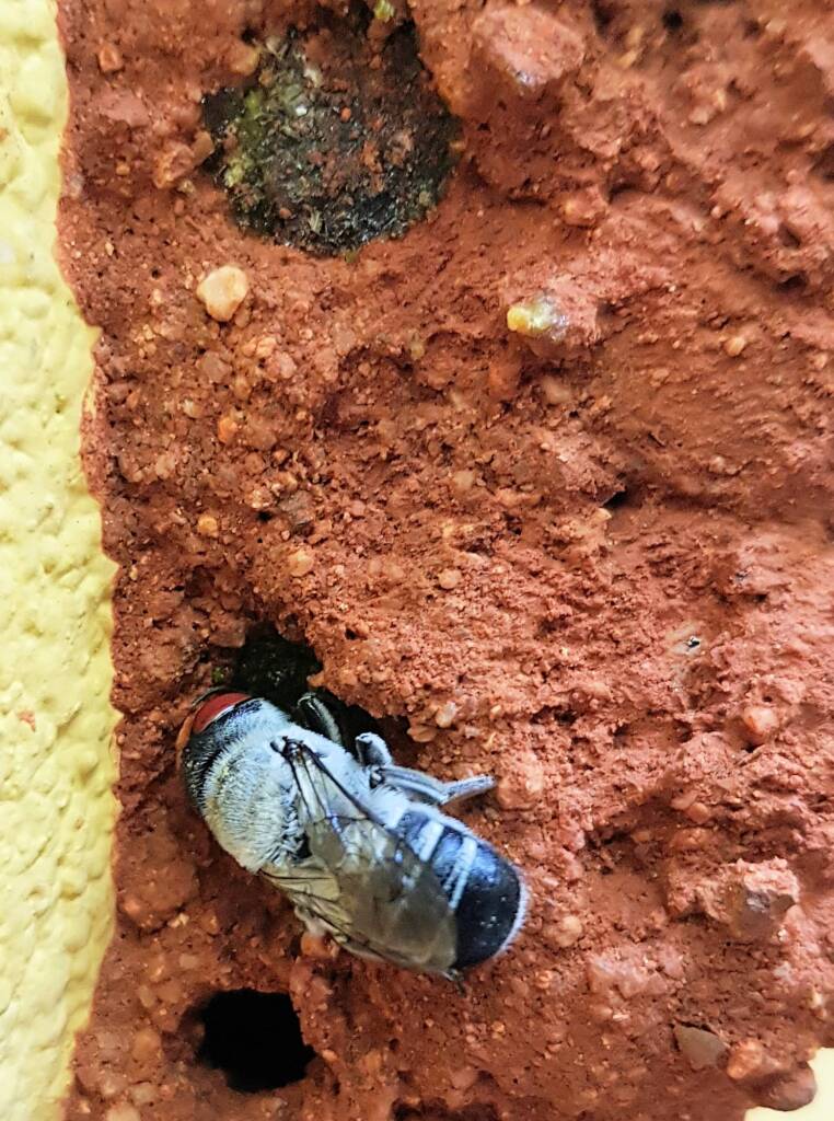 Megachile aurifrons, Alice Springs, NT