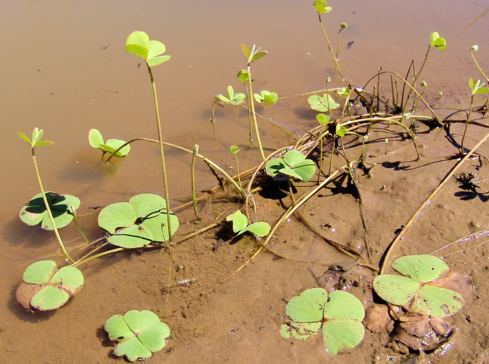 Nardoo (Marsilea drummondii)