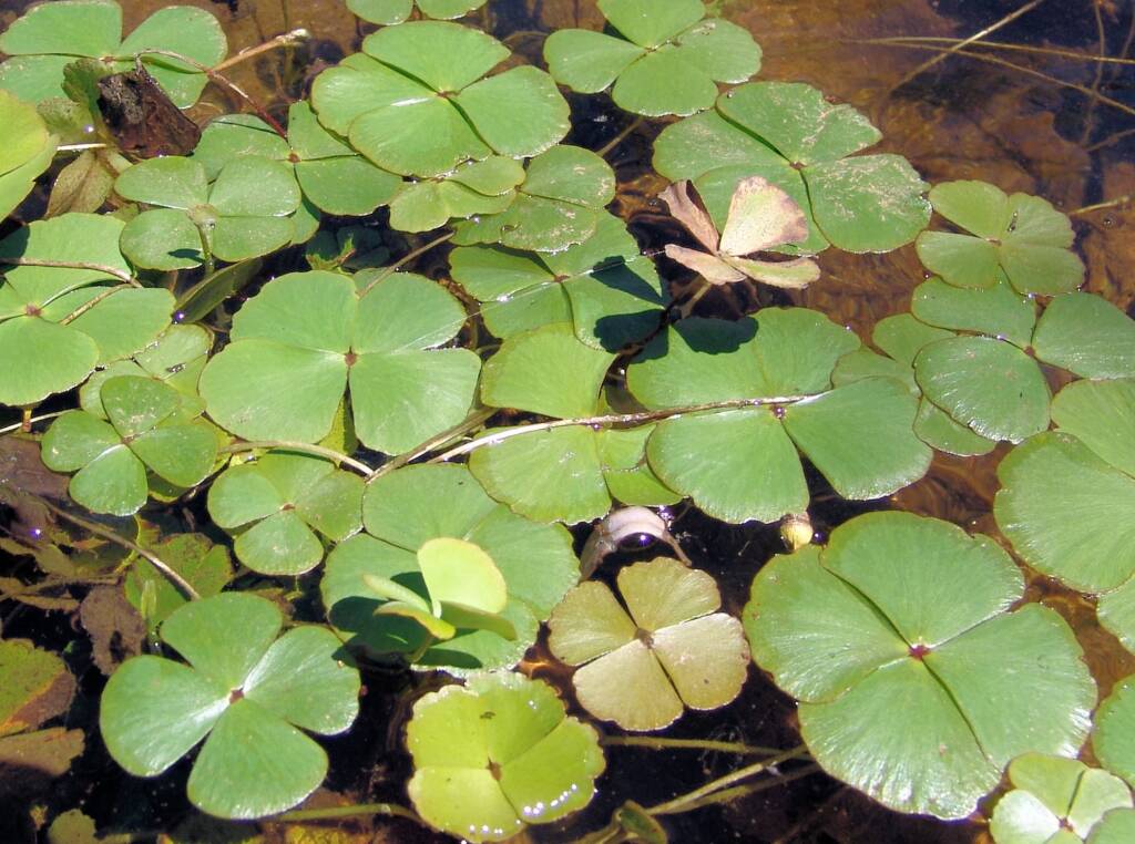 Nardoo (Marsilea drummondii), Birthday Hole, West MacDonnell Ranges