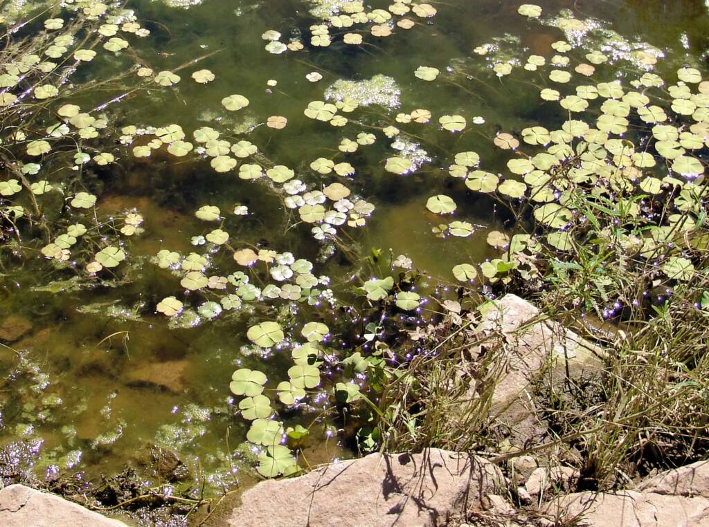 Nardoo (Marsilea drummondii)