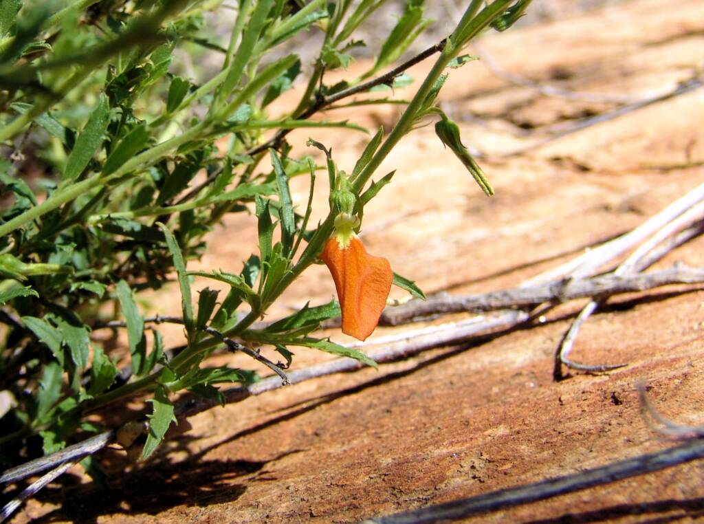 Orange Spade Flower (Hybanthus aurantiacus), Birthday Waterhole