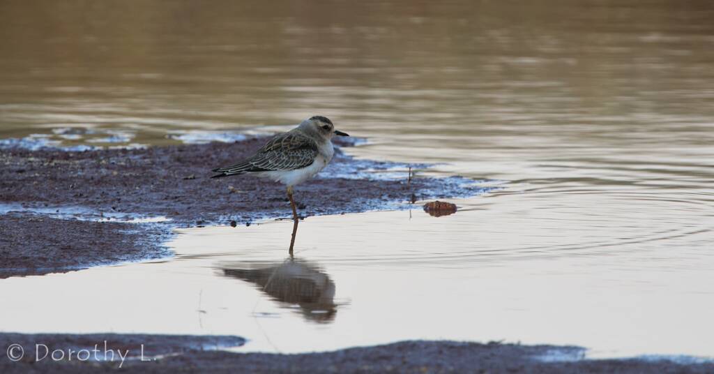 Oriental Plover (Charadrius veredus)