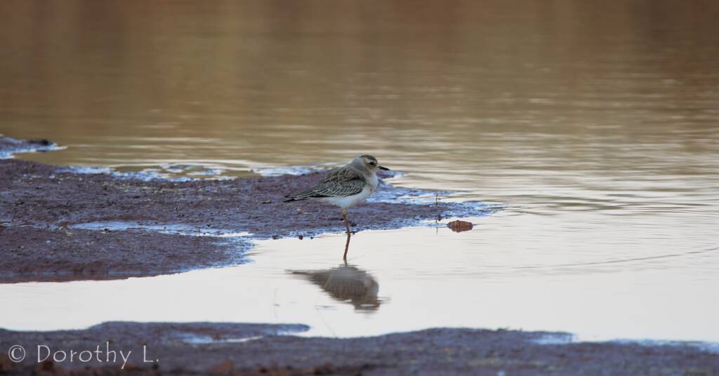 Oriental Plover (Charadrius veredus)