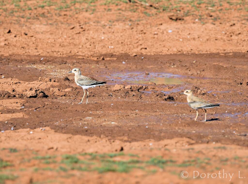 Oriental Plover (Charadrius veredus)