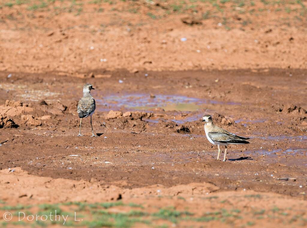 Oriental Plover (Charadrius veredus)