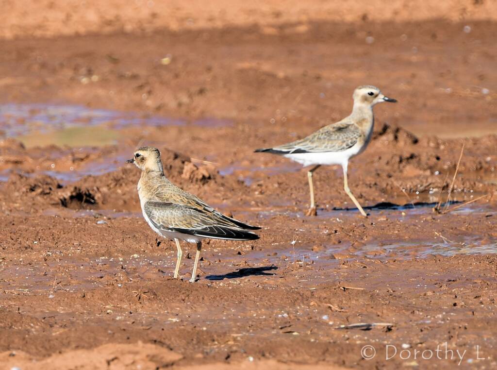 Oriental Plover (Charadrius veredus)