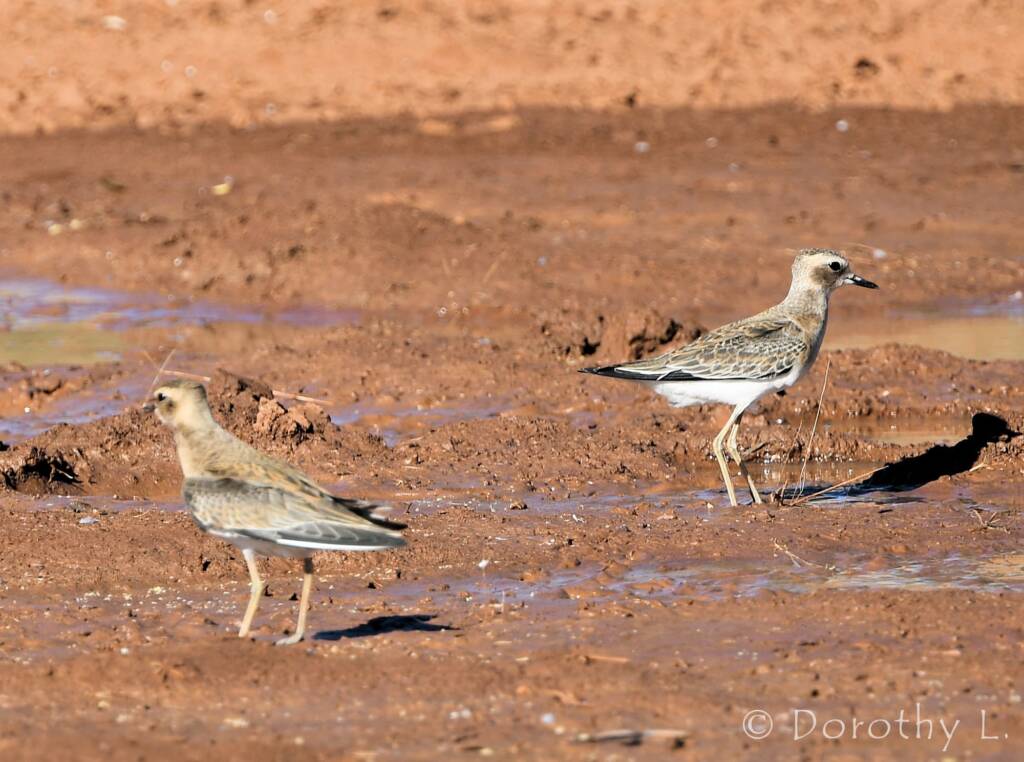 Oriental Plover (Charadrius veredus)