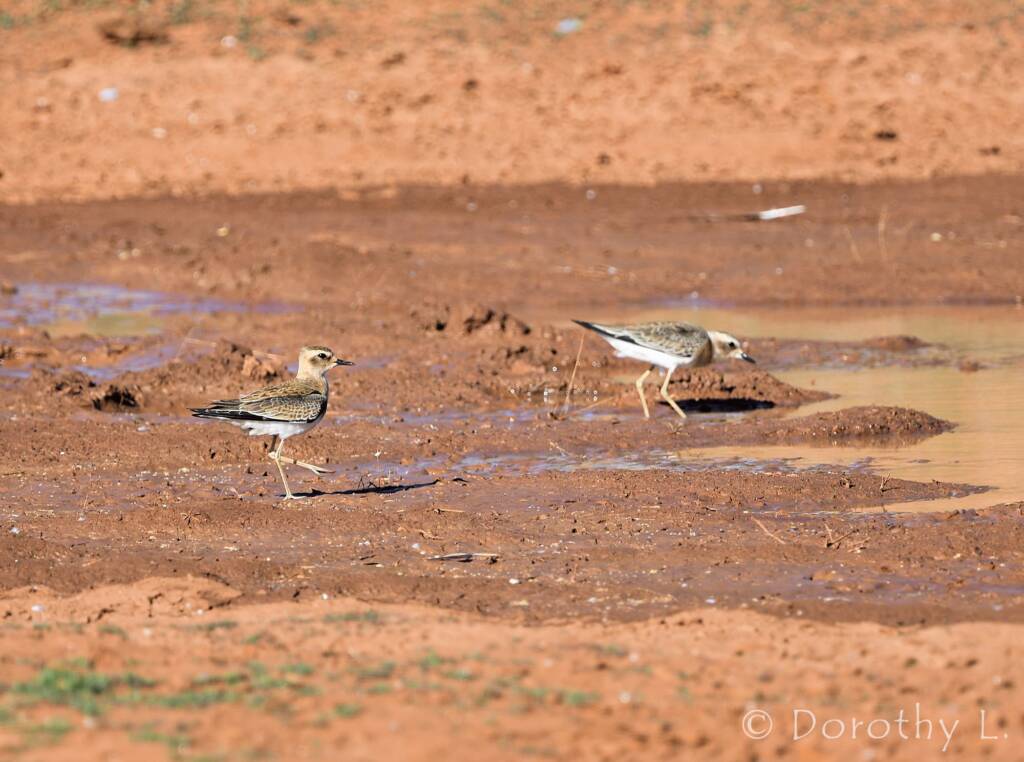 Oriental Plover (Charadrius veredus)