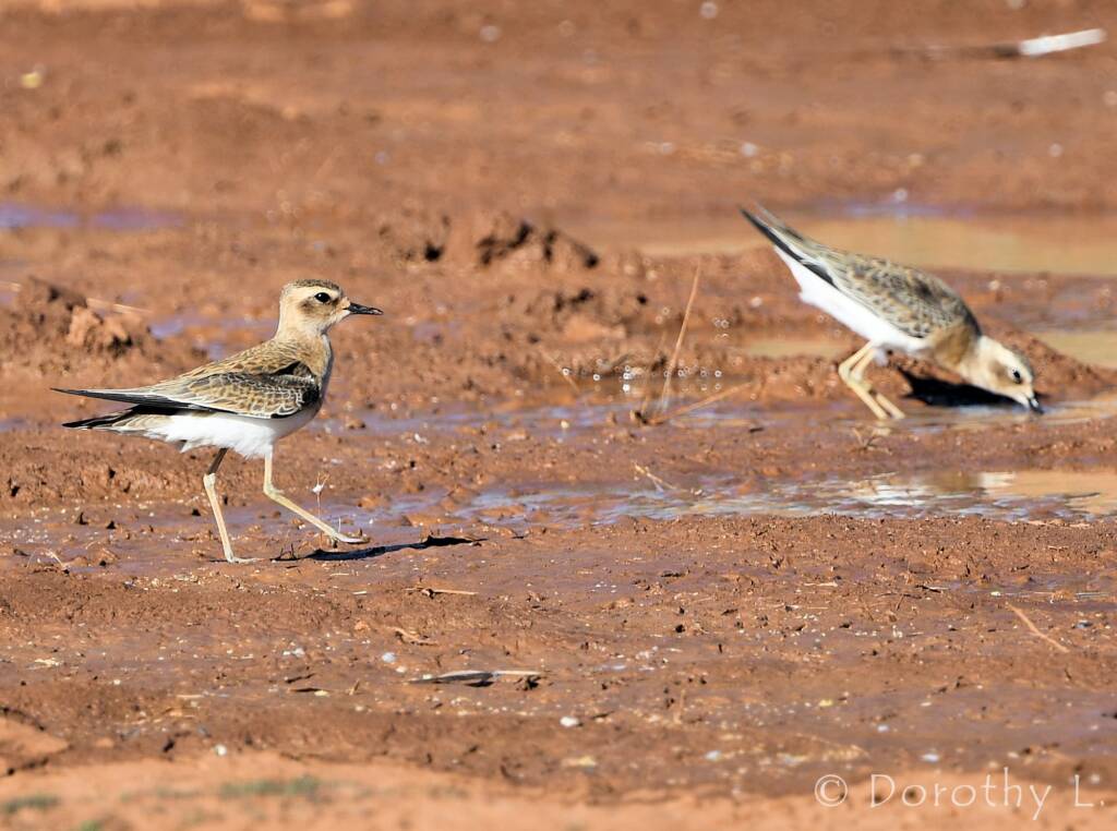 Oriental Plover (Charadrius veredus)