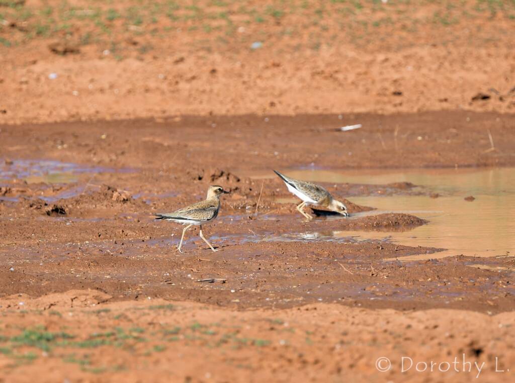 Oriental Plover (Charadrius veredus)