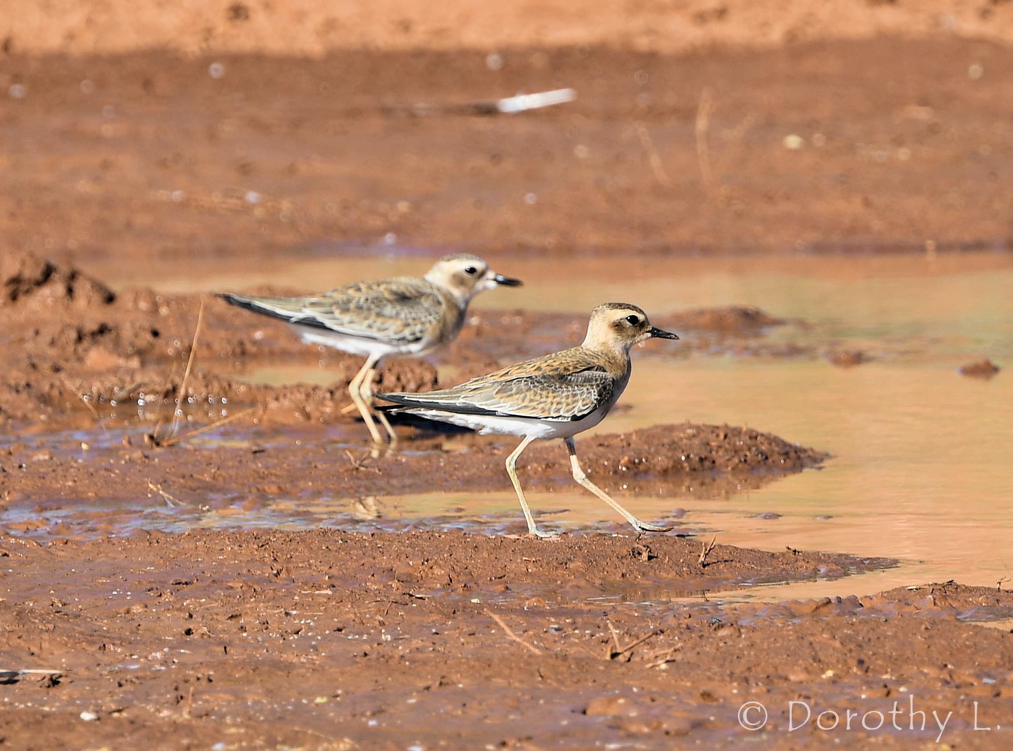 Oriental Plover (Charadrius veredus)