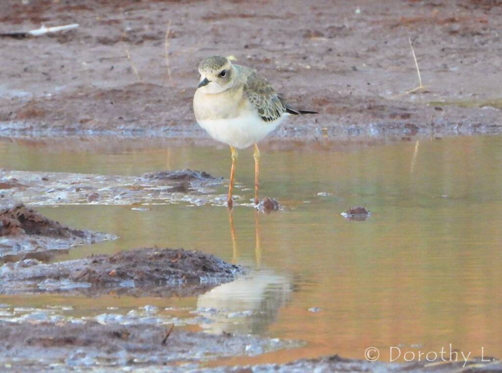 Oriental Plover (Charadrius veredus)