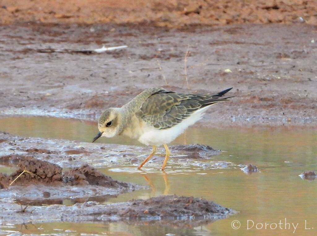 Oriental Plover (Charadrius veredus)