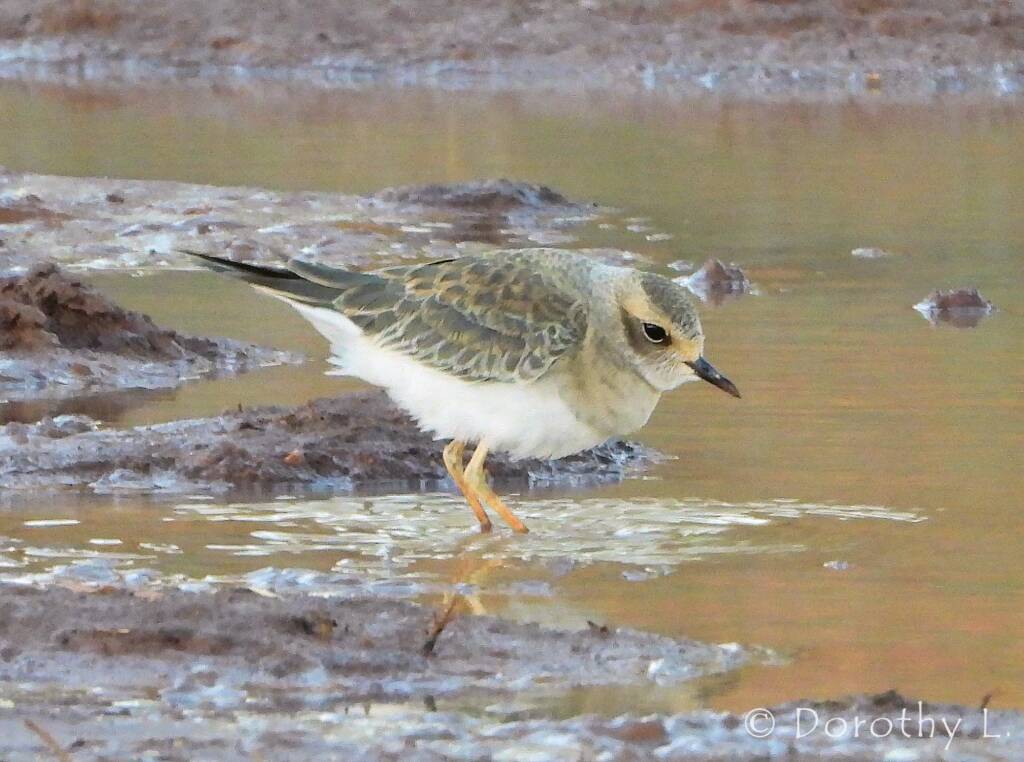 Oriental Plover (Charadrius veredus)
