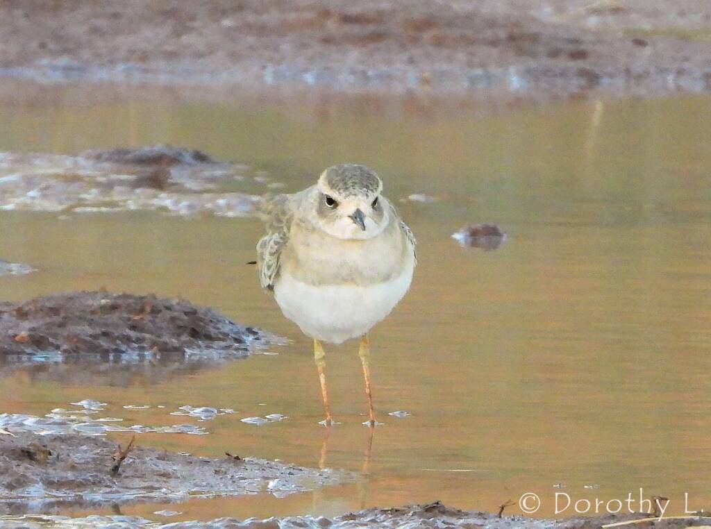 Oriental Plover (Charadrius veredus)