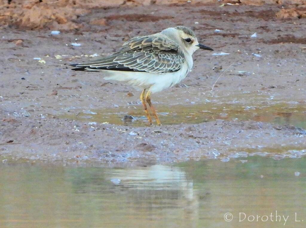 Oriental Plover (Charadrius veredus)