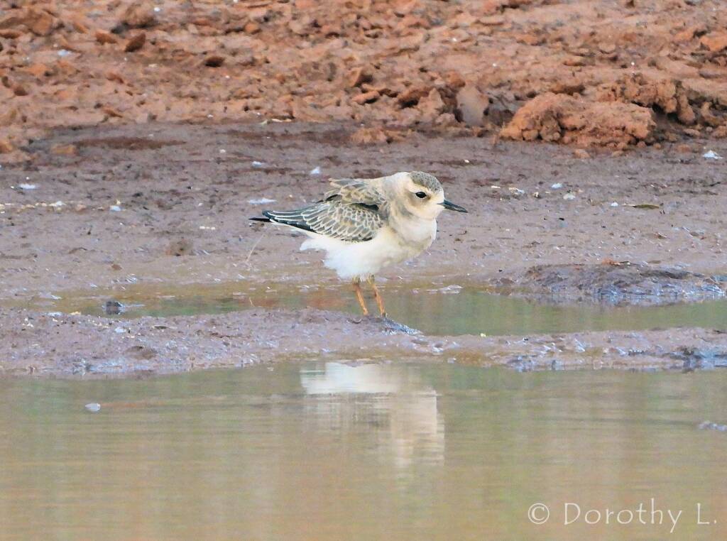 Oriental Plover (Charadrius veredus)