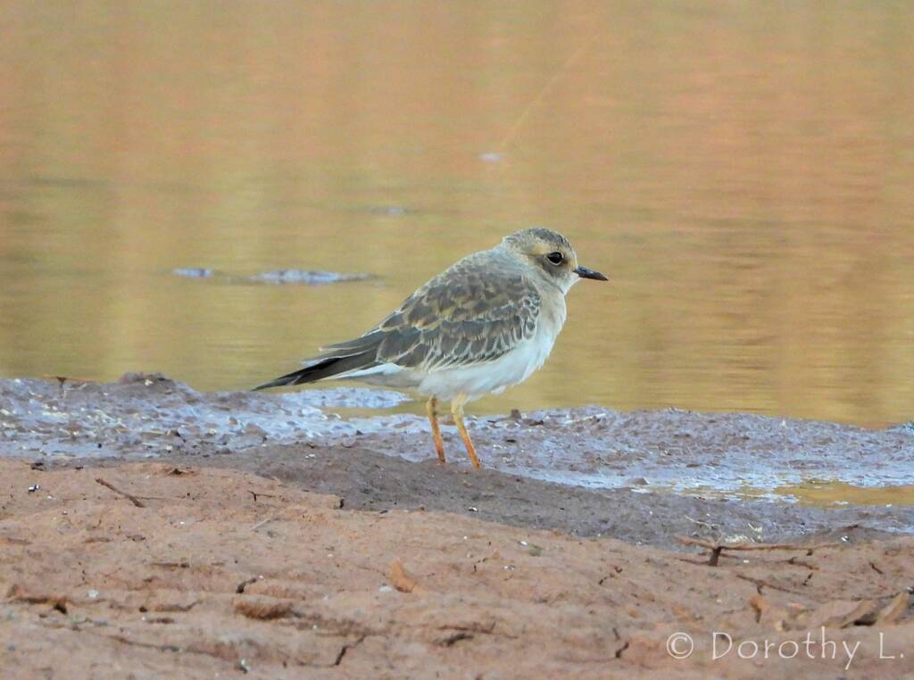 Oriental Plover (Charadrius veredus)