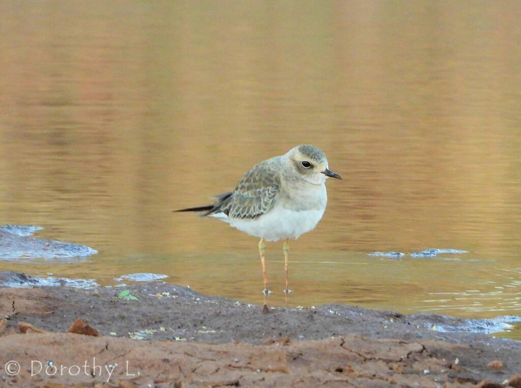 Oriental Plover (Charadrius veredus)