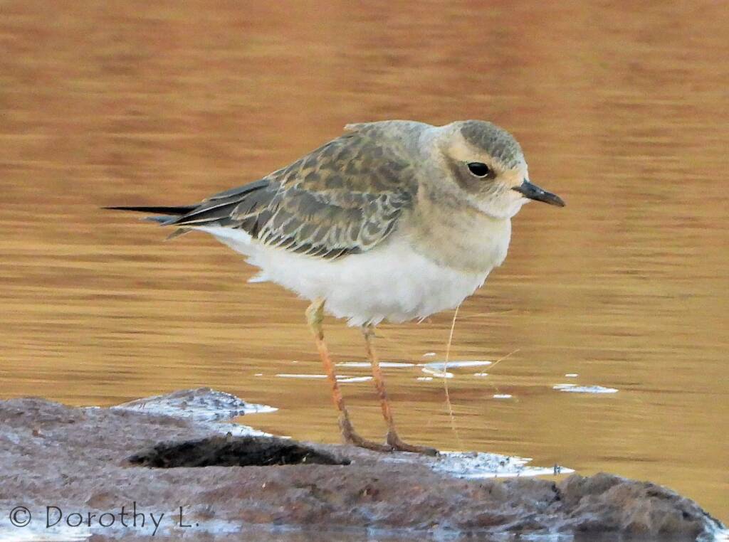 Oriental Plover (Charadrius veredus)