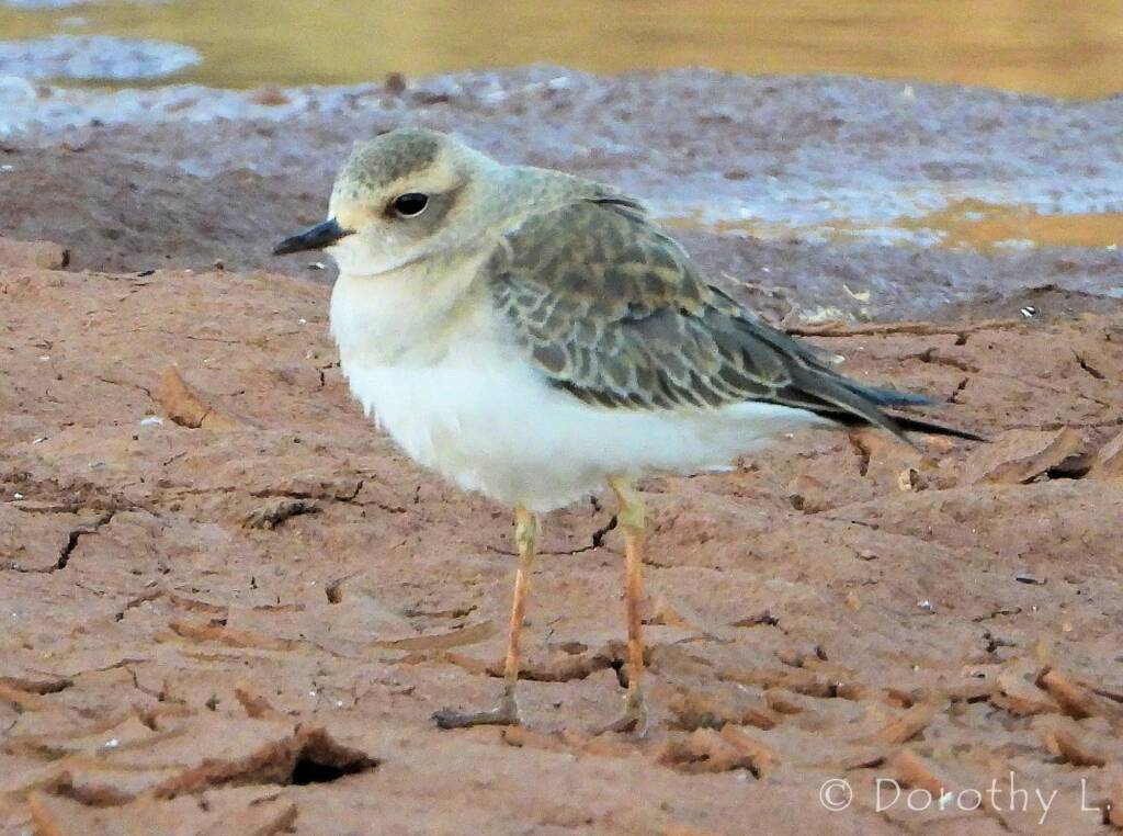 Oriental Plover (Charadrius veredus)