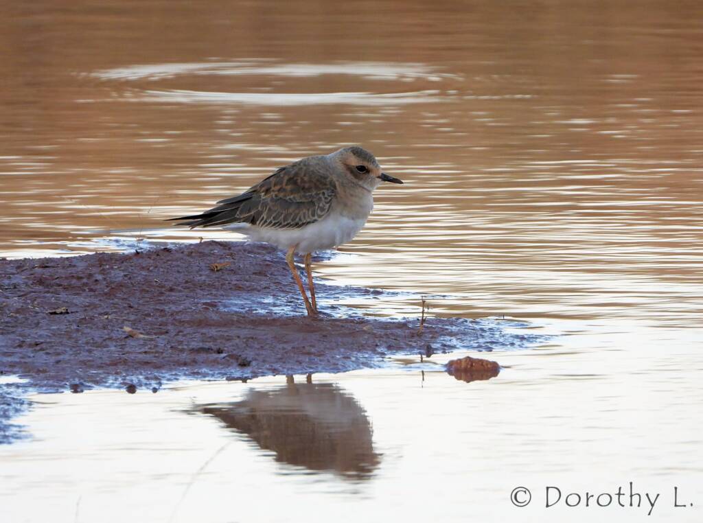 Oriental Plover (Charadrius veredus)