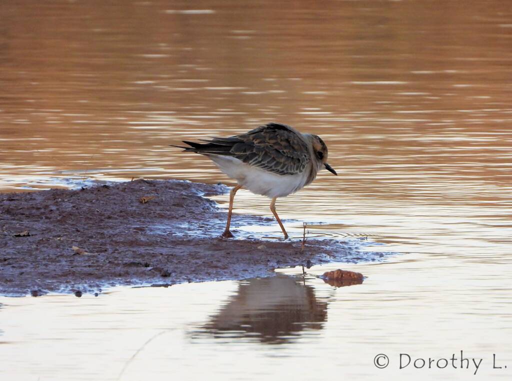 Oriental Plover (Charadrius veredus)