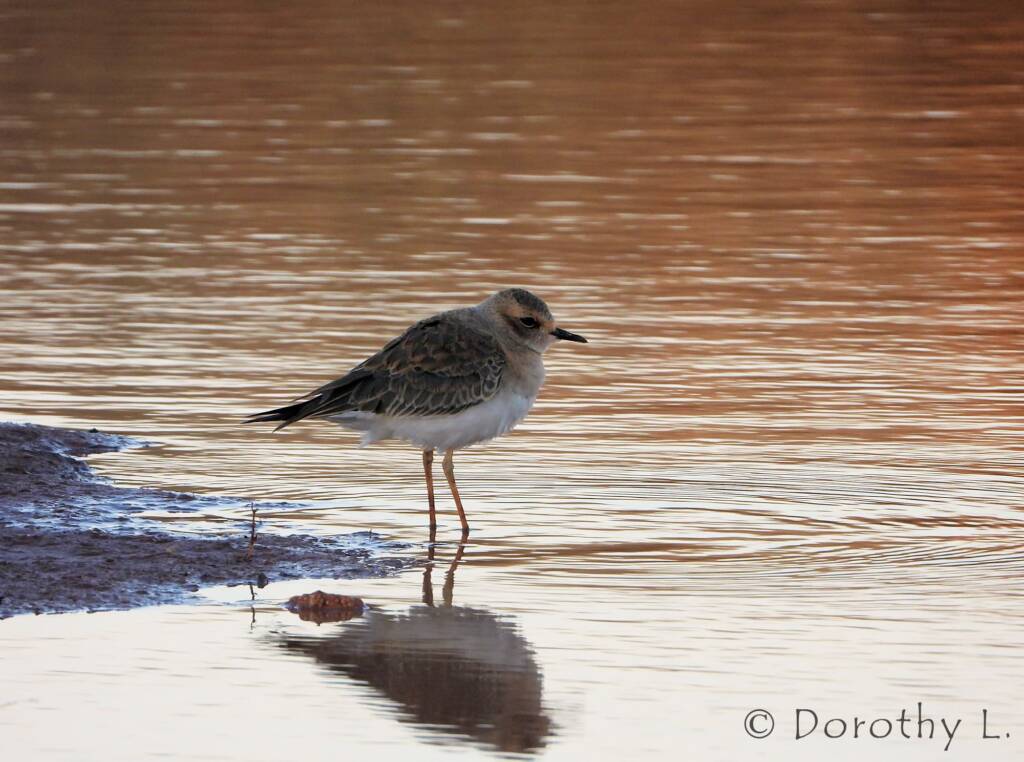 Oriental Plover (Charadrius veredus)