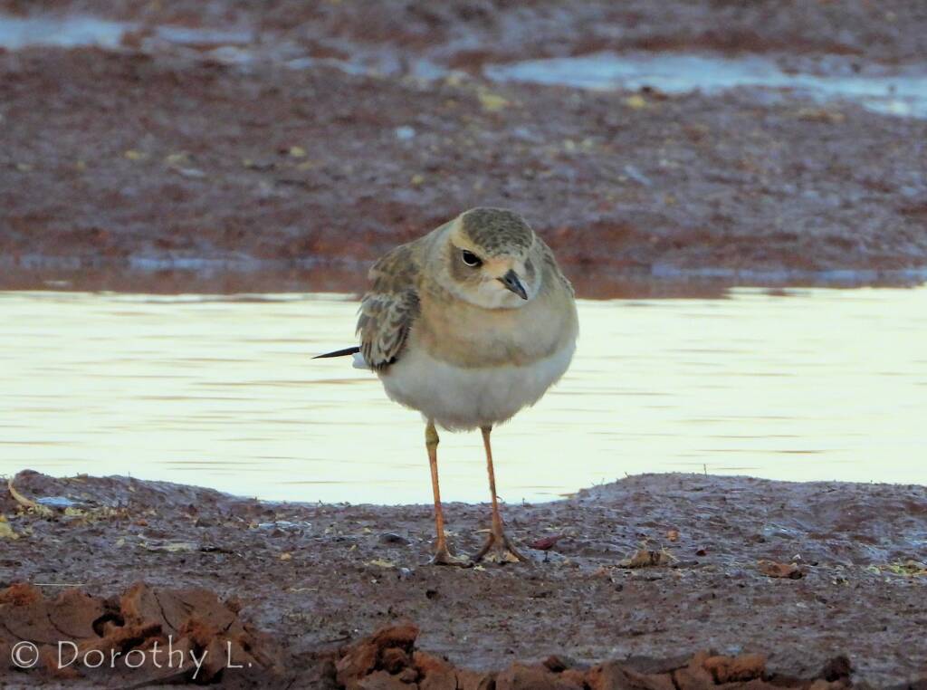 Oriental Plover (Charadrius veredus)
