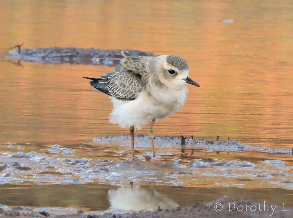 Oriental Plover (Charadrius veredus)