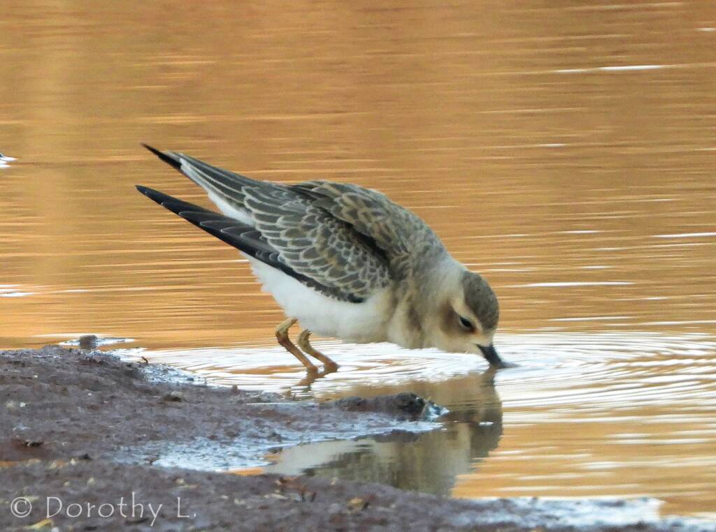 Oriental Plover (Charadrius veredus)