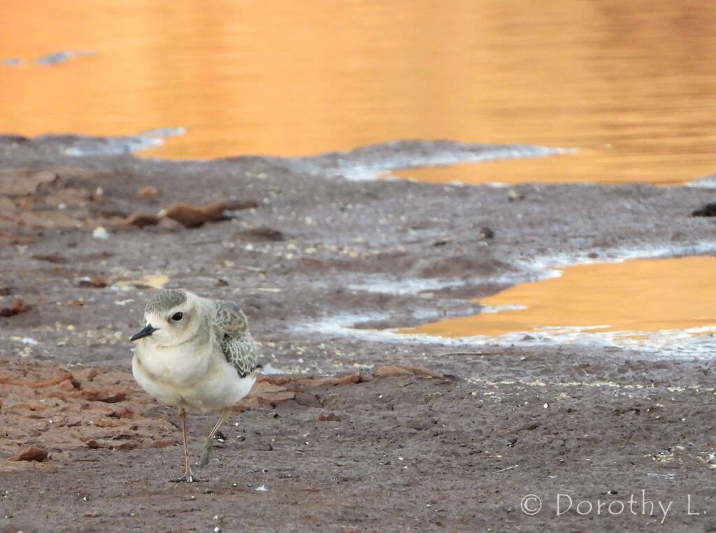 Oriental Plover (Charadrius veredus)