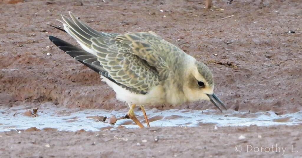 Oriental Plover (Charadrius veredus)