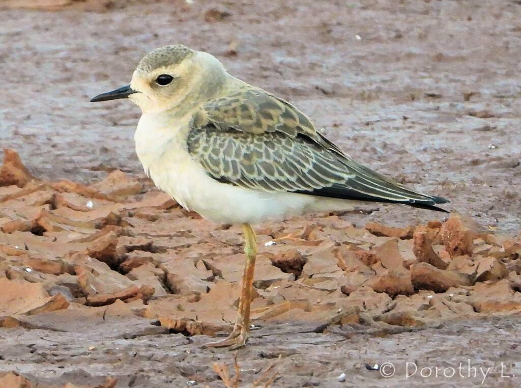 Oriental Plover (Charadrius veredus)