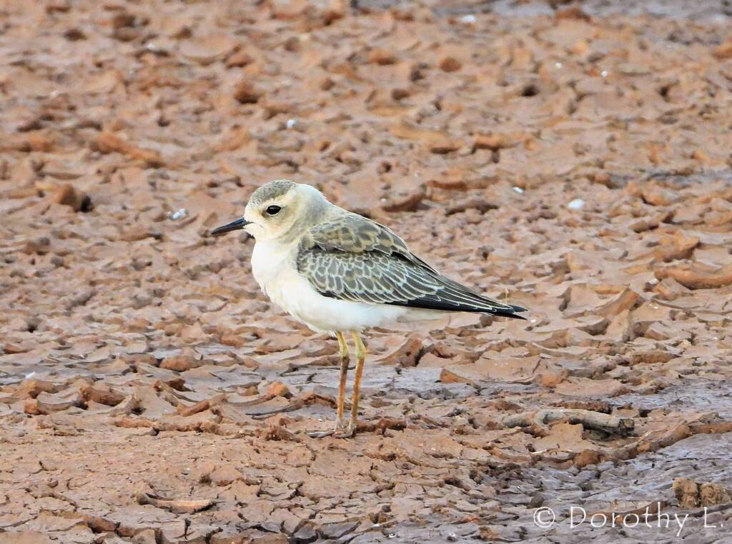 Oriental Plover (Charadrius veredus)