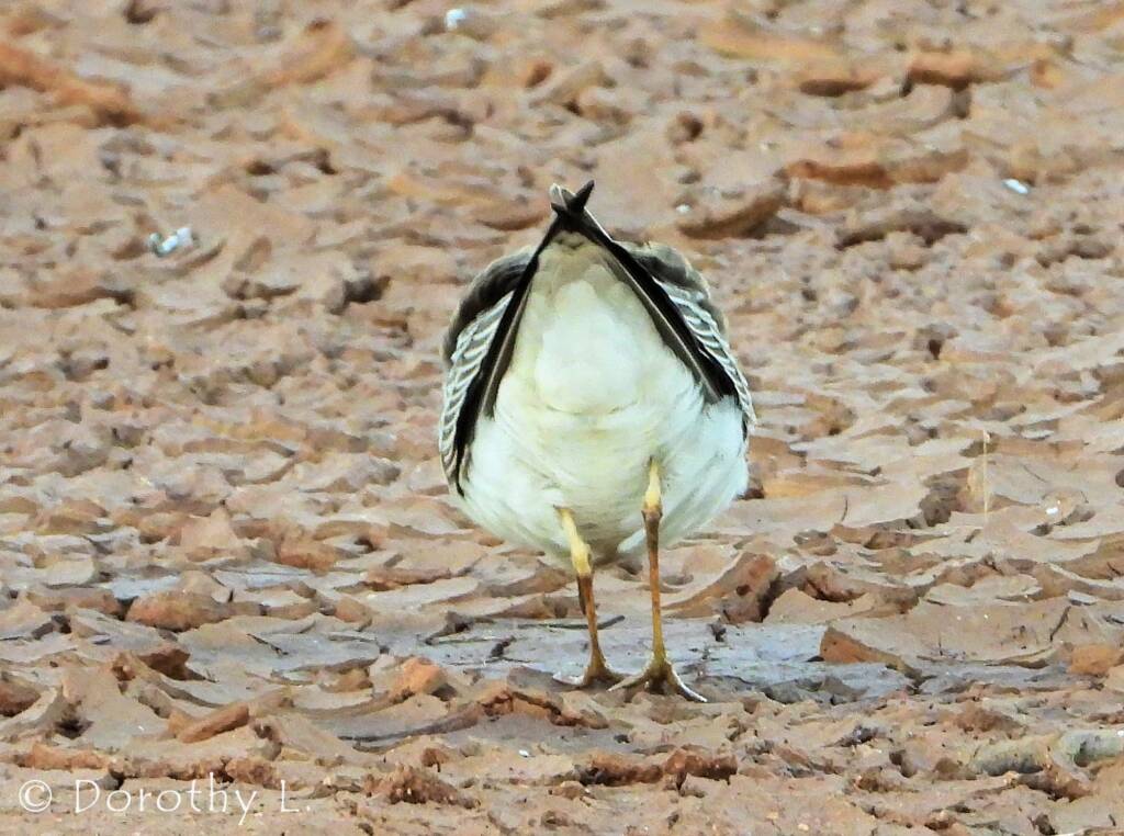 Oriental Plover (Charadrius veredus)